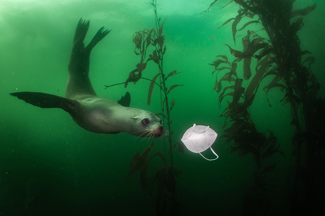 3_Ralph Pace.jpg - California sea lion (Zalophus californianus) playing wiht KN95 mask in Monterey, CA.